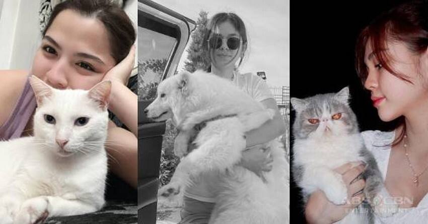 Celebrities who are parents to dogs and cats!