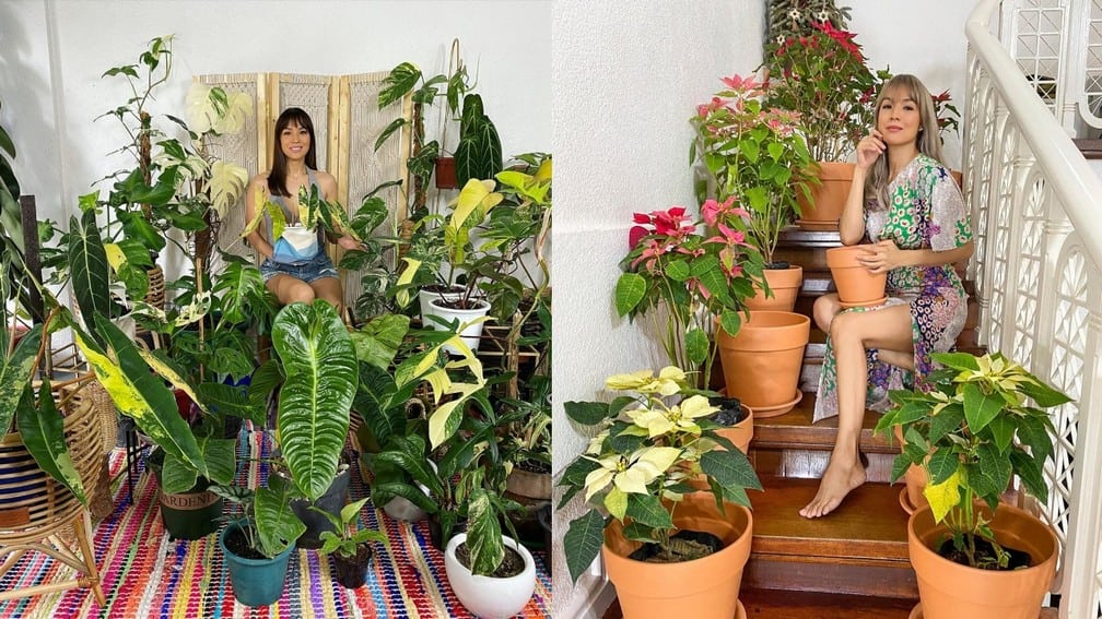 Aubrey Miles plants aroids philodendrons indoor outdoor garden