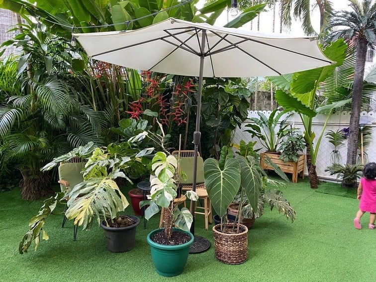 Aubrey Miles plants aroids philodendrons indoor outdoor garden