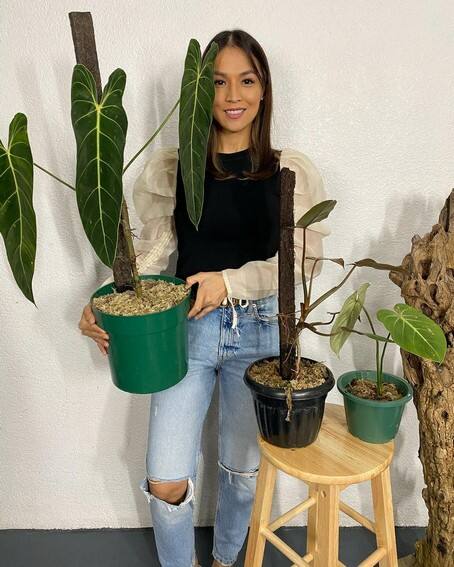 Aubrey Miles plants aroids philodendrons indoor outdoor garden