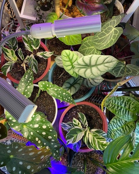 Aubrey Miles plants aroids philodendrons indoor outdoor garden