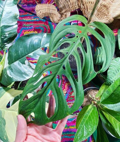 Aubrey Miles plants aroids philodendrons indoor outdoor garden