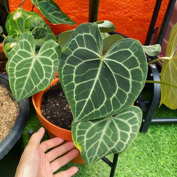 Aubrey Miles plants aroids philodendrons indoor outdoor garden