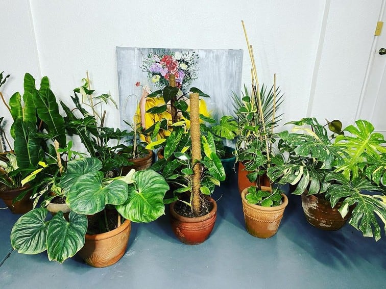 Aubrey Miles plants aroids philodendrons indoor outdoor garden