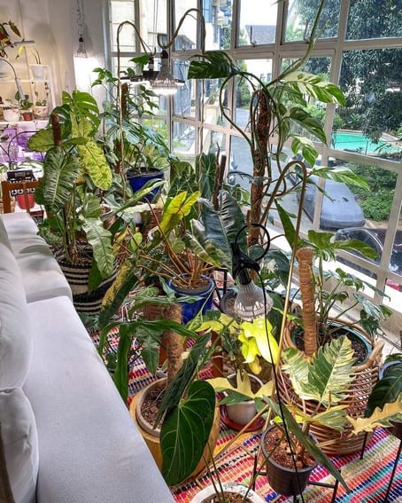 Aubrey Miles plants aroids philodendrons indoor outdoor garden