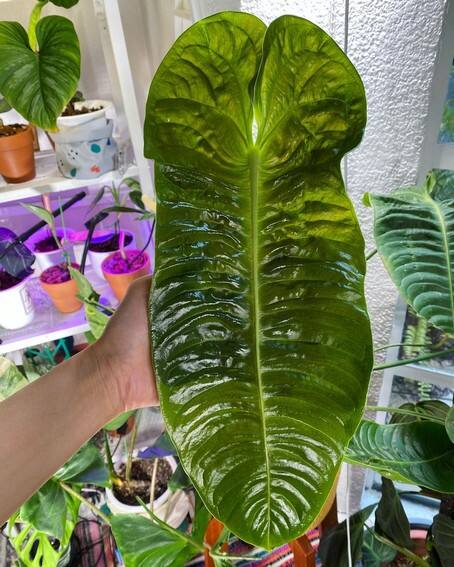 Aubrey Miles plants aroids philodendrons indoor outdoor garden