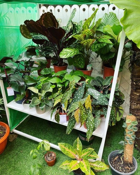 Aubrey Miles plants aroids philodendrons indoor outdoor garden