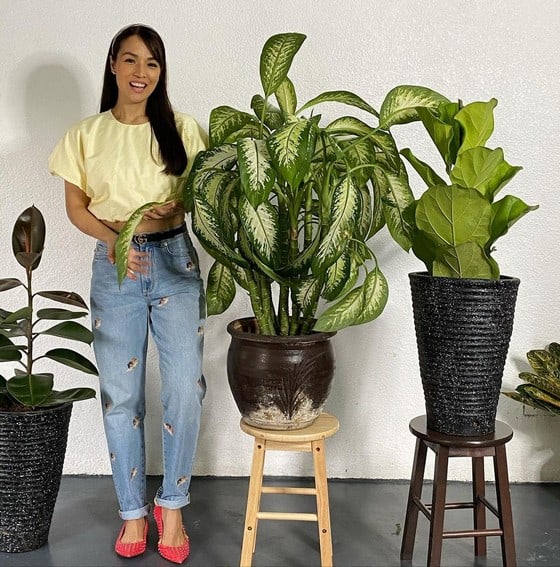 Aubrey Miles plants aroids philodendrons indoor outdoor garden