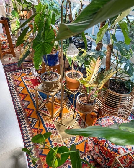 Aubrey Miles plants aroids philodendrons indoor outdoor garden