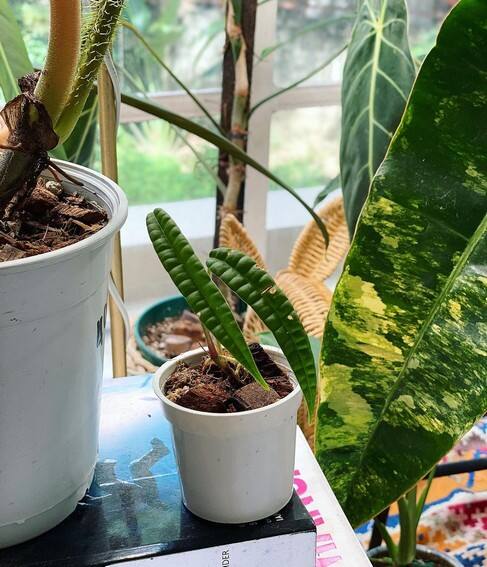 Aubrey Miles plants aroids philodendrons indoor outdoor garden