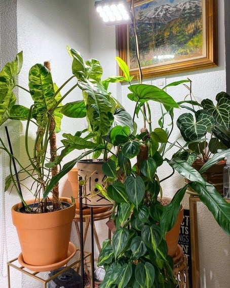 Aubrey Miles plants aroids philodendrons indoor outdoor garden