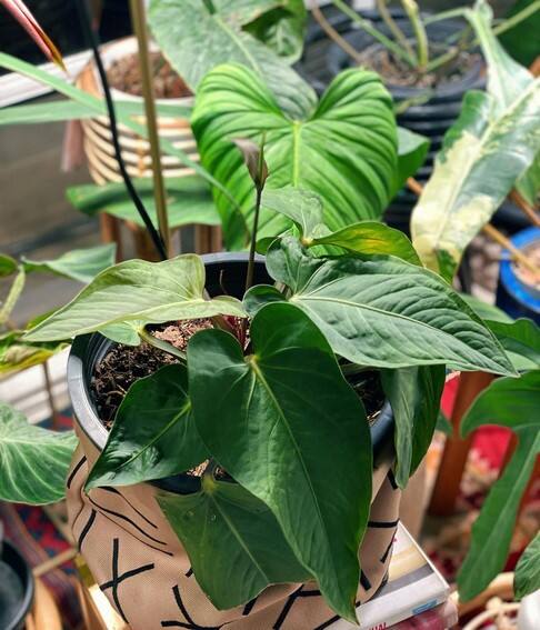 Aubrey Miles plants aroids philodendrons indoor outdoor garden
