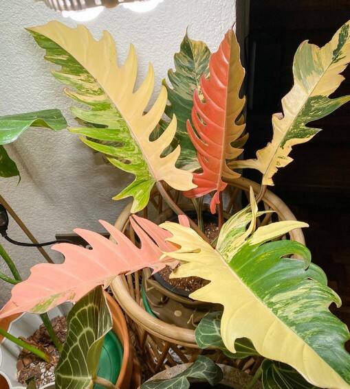 Aubrey Miles plants aroids philodendrons indoor outdoor garden