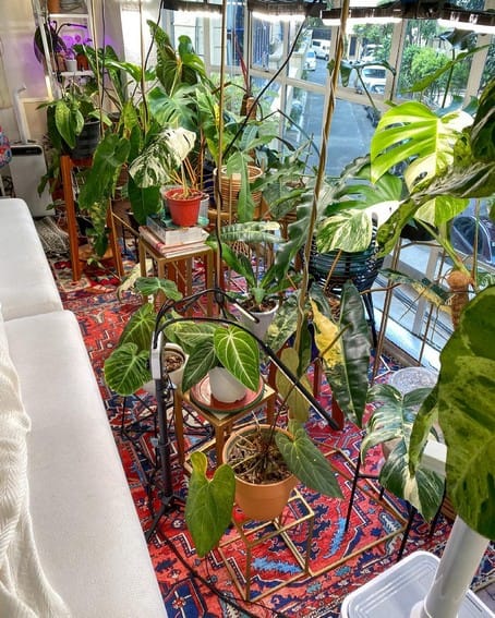Aubrey Miles plants aroids philodendrons indoor outdoor garden
