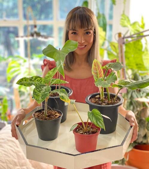 Aubrey Miles plants aroids philodendrons indoor outdoor garden