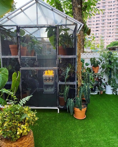 Aubrey Miles plants aroids philodendrons indoor outdoor garden