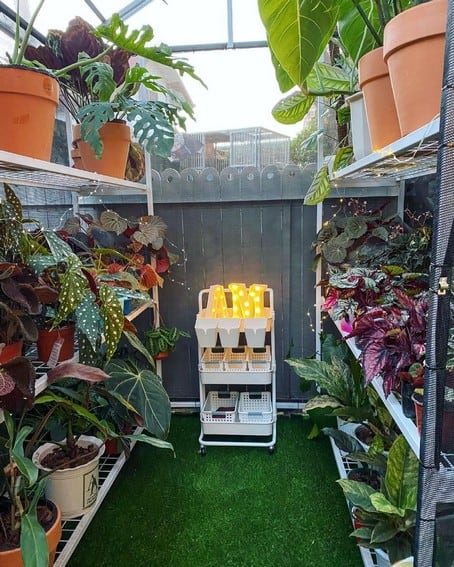 Aubrey Miles plants aroids philodendrons indoor outdoor garden