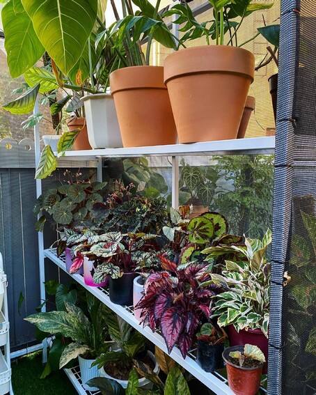 Aubrey Miles plants aroids philodendrons indoor outdoor garden