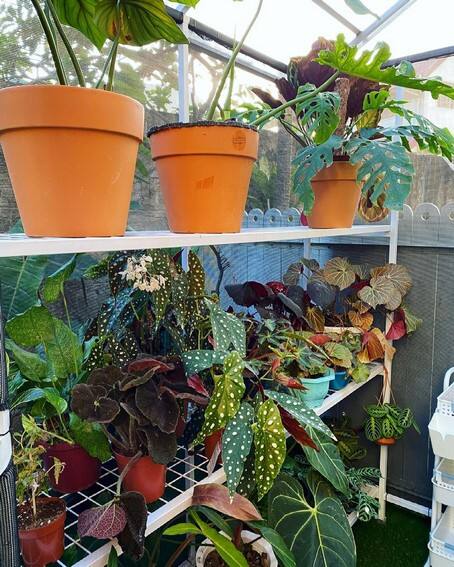 Aubrey Miles plants aroids philodendrons indoor outdoor garden