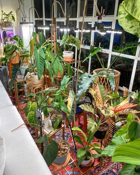 Aubrey Miles plants aroids philodendrons indoor outdoor garden