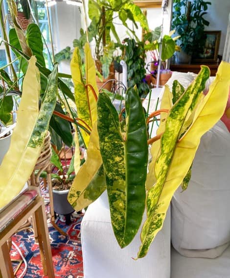 Aubrey Miles plants aroids philodendrons indoor outdoor garden