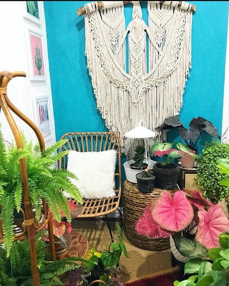 Aubrey Miles plants aroids philodendrons indoor outdoor garden