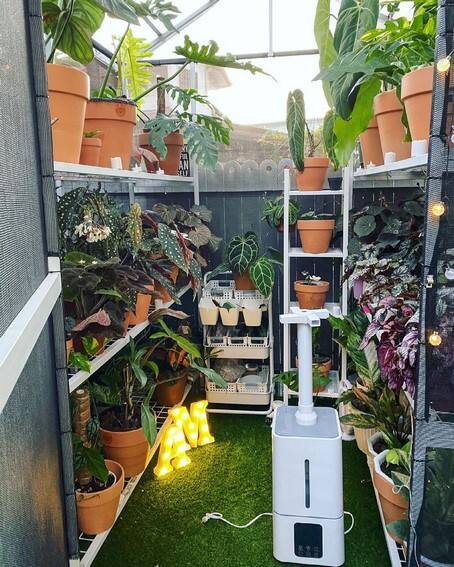 Aubrey Miles plants aroids philodendrons indoor outdoor garden