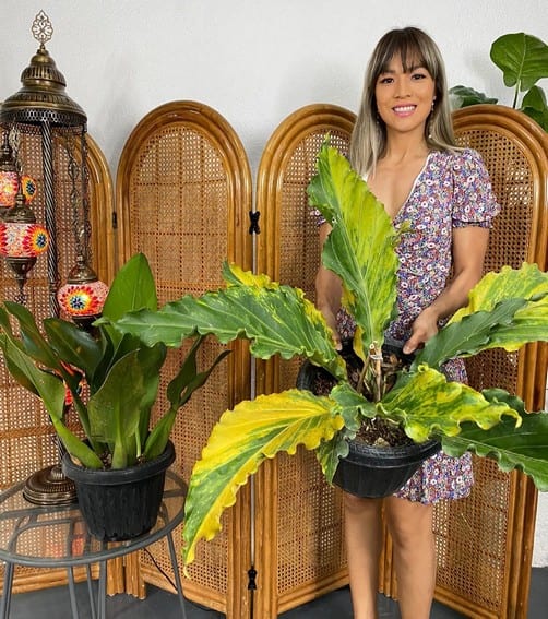 Aubrey Miles plants aroids philodendrons indoor outdoor garden