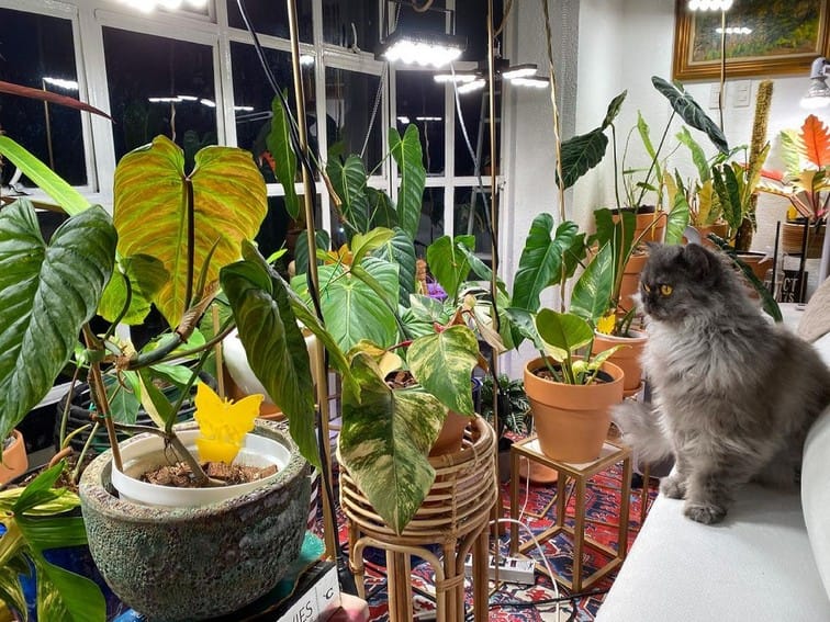 Aubrey Miles plants aroids philodendrons indoor outdoor garden