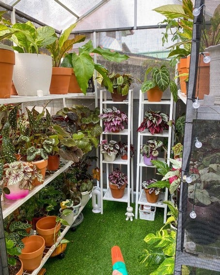 Aubrey Miles plants aroids philodendrons indoor outdoor garden