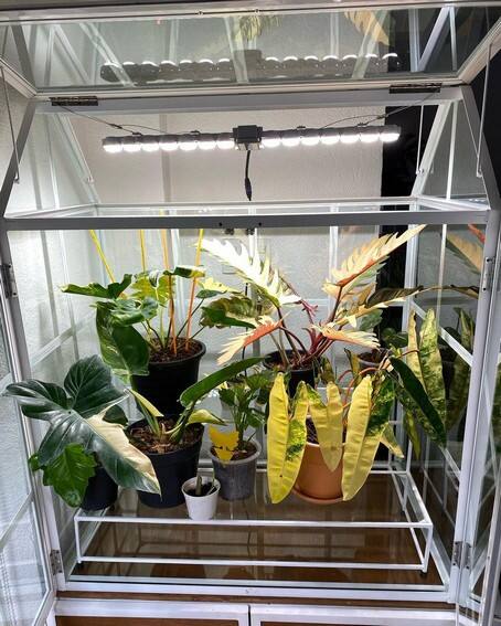 Aubrey Miles plants aroids philodendrons indoor outdoor garden