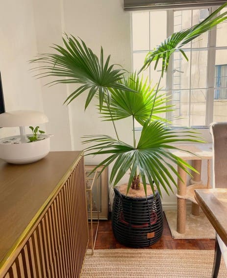 Aubrey Miles plants aroids philodendrons indoor outdoor garden