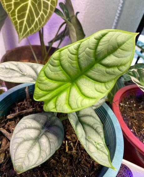 Aubrey Miles plants aroids philodendrons indoor outdoor garden