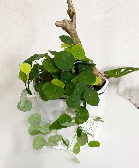 Aubrey Miles plants aroids philodendrons indoor outdoor garden