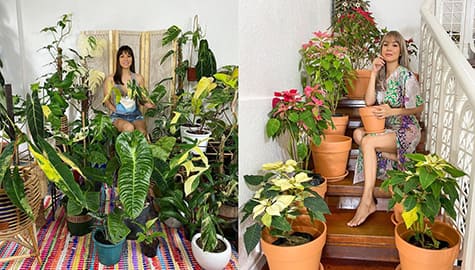 Aubrey Miles plant collection