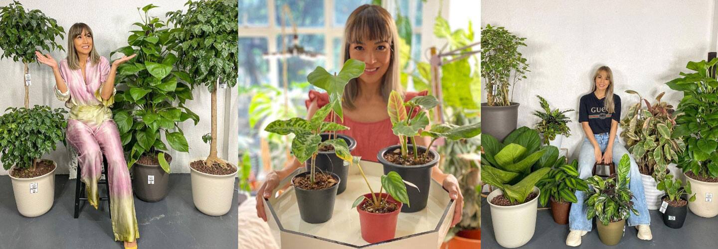 Aubrey Miles plant collection