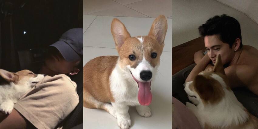 JAMES REID CUTE DOG CAL