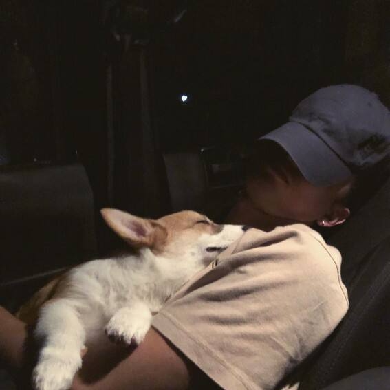 JAMES REID CUTE DOG CAL