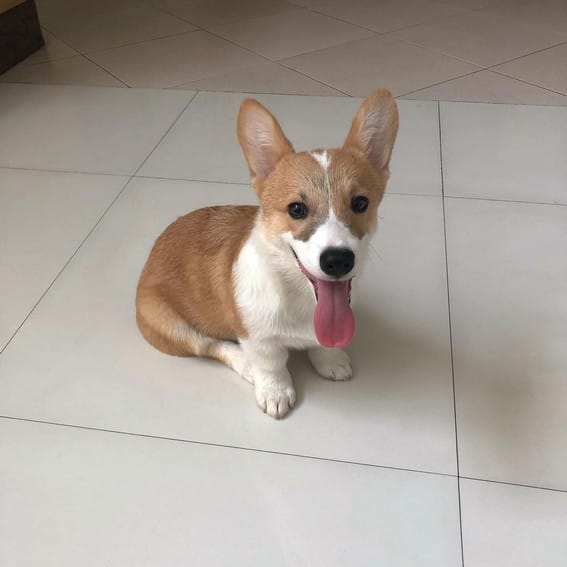 JAMES REID CUTE DOG CAL