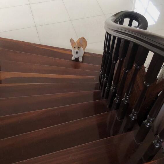 JAMES REID CUTE DOG CAL