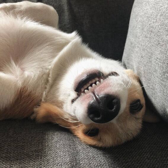 JAMES REID CUTE DOG CAL