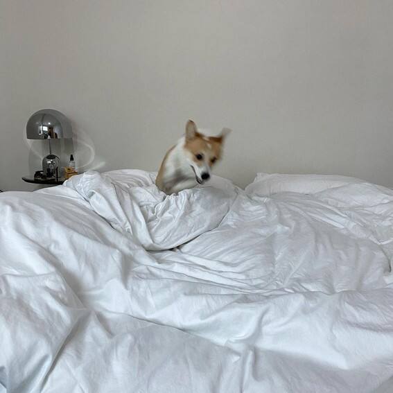 JAMES REID CUTE DOG CAL