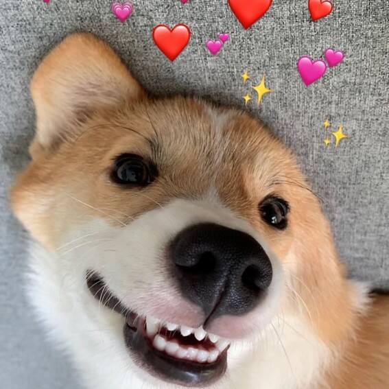 JAMES REID CUTE DOG CALJAMES REID CUTE DOG CAL