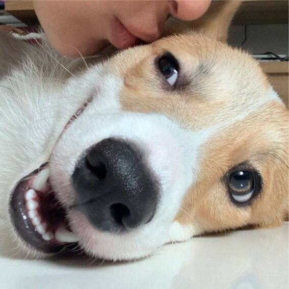 JAMES REID CUTE DOG CAL