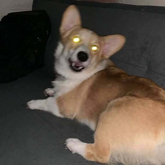 JAMES REID CUTE DOG CAL