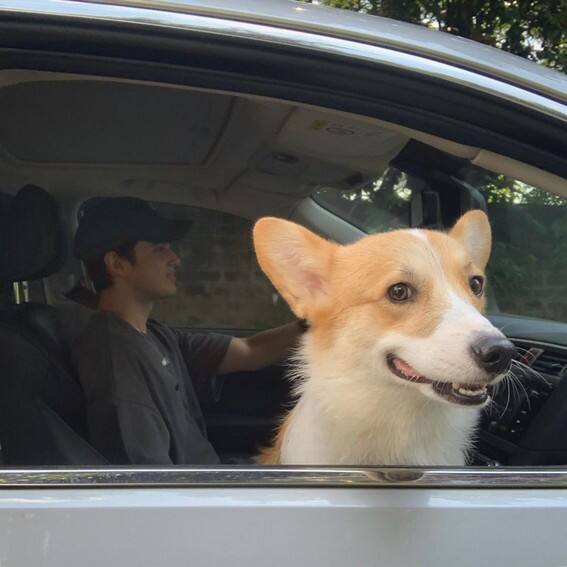 JAMES REID CUTE DOG CAL