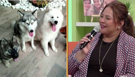 Magandang Buhay: Momshie Karla, may 21 dogs! Image Thumbnail
